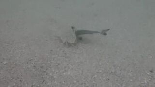 Île aux Cerfs, Маврикий - краб и мальки: подводная сценка у берега