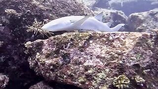 Silhouette Island — медсестра акула у рифа, безопасно ли с удочкой?