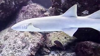 Silhouette Island — медсестра акула у рифа, безопасно ли с удочкой?