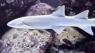 Silhouette Island — медсестра акула у рифа, безопасно ли с удочкой?