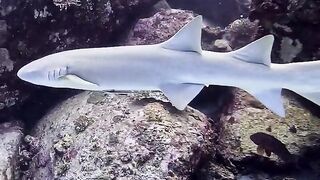 Silhouette Island — медсестра акула у рифа, безопасно ли с удочкой?