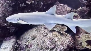 Silhouette Island — медсестра акула у рифа, безопасно ли с удочкой?