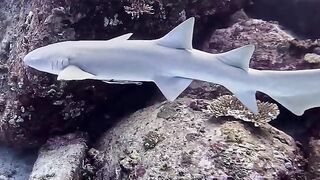 Silhouette Island — медсестра акула у рифа, безопасно ли с удочкой?