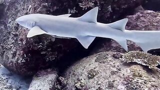 Silhouette Island — медсестра акула у рифа, безопасно ли с удочкой?