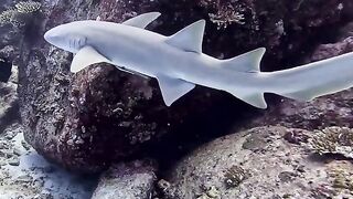 Silhouette Island — медсестра акула у рифа, безопасно ли с удочкой?