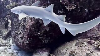 Silhouette Island — медсестра акула у рифа, безопасно ли с удочкой?