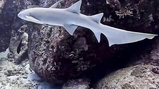 Silhouette Island — медсестра акула у рифа, безопасно ли с удочкой?