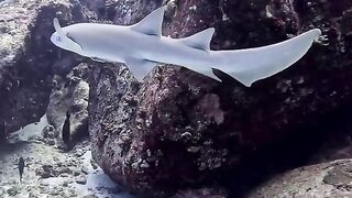 Silhouette Island — медсестра акула у рифа, безопасно ли с удочкой?