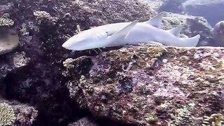 Silhouette Island — медсестра акула у рифа, безопасно ли с удочкой?