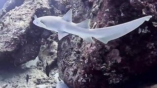 Silhouette Island — медсестра акула у рифа, безопасно ли с удочкой?