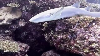 Silhouette Island — медсестра акула у рифа, безопасно ли с удочкой?