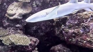 Silhouette Island — медсестра акула у рифа, безопасно ли с удочкой?