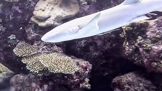 Silhouette Island — медсестра акула у рифа, безопасно ли с удочкой?