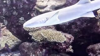 Silhouette Island — медсестра акула у рифа, безопасно ли с удочкой?