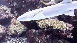 Silhouette Island — медсестра акула у рифа, безопасно ли с удочкой?