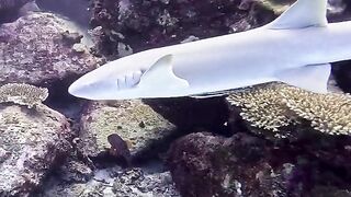 Silhouette Island — медсестра акула у рифа, безопасно ли с удочкой?