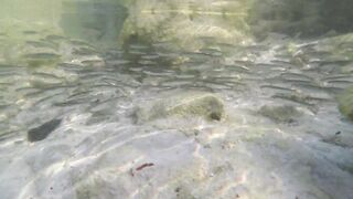 Silhouette Island - ещё рыбы рифа, хищники в проходах прилива