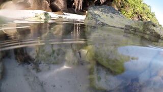 Silhouette Island - ещё рыбы рифа, хищники в проходах прилива