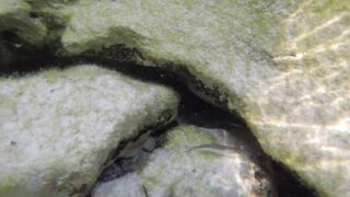 Silhouette Island - ещё рыбы рифа, хищники в проходах прилива