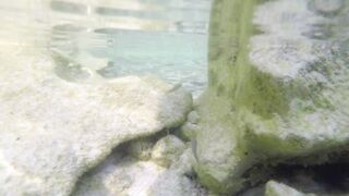 Silhouette Island - ещё рыбы рифа, хищники в проходах прилива