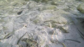 Silhouette Island - ещё рыбы рифа, хищники в проходах прилива