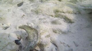 Silhouette Island - ещё рыбы рифа, хищники в проходах прилива