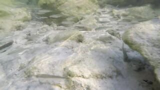 Silhouette Island - ещё рыбы рифа, хищники в проходах прилива