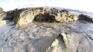 Silhouette Island - ещё рыбы рифа, хищники в проходах прилива