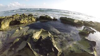 Silhouette Island - ещё рыбы рифа, хищники в проходах прилива