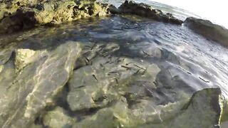 Silhouette Island - ещё рыбы рифа, хищники в проходах прилива