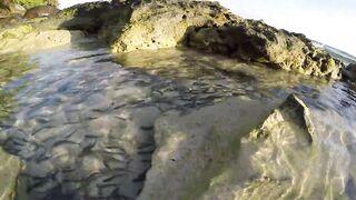 Silhouette Island - ещё рыбы рифа, хищники в проходах прилива