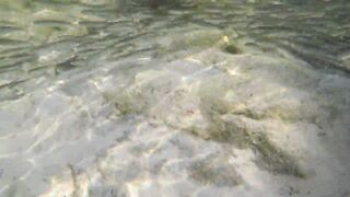 Silhouette Island - ещё рыбы рифа, хищники в проходах прилива