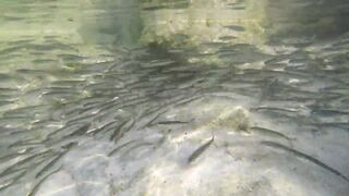 Silhouette Island - ещё рыбы рифа, хищники в проходах прилива