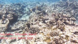 Silhouette Island, Hilton Labriz: house reef и рыба прямо со смертика