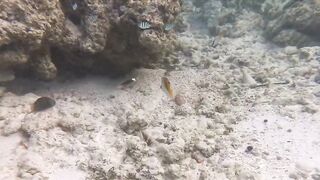 Silhouette Island, Hilton Labriz: house reef и рыба прямо со смертика