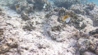 Silhouette Island, Hilton Labriz: house reef и рыба прямо со смертика