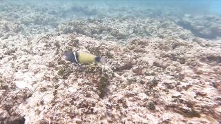 Silhouette Island, Hilton Labriz: house reef и рыба прямо со смертика