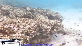 Silhouette Island, Hilton Labriz: house reef и рыба прямо со смертика