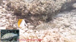 Silhouette Island, Hilton Labriz: house reef и рыба прямо со смертика