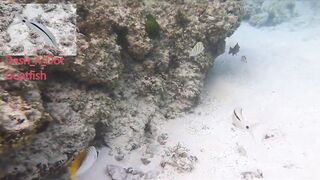 Silhouette Island, Hilton Labriz: house reef и рыба прямо со смертика