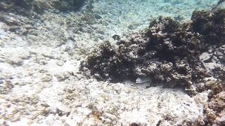 Silhouette Island, Hilton Labriz: house reef и рыба прямо со смертика