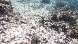 Silhouette Island, Hilton Labriz: house reef и рыба прямо со смертика