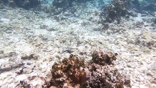 Silhouette Island, Hilton Labriz: house reef и рыба прямо со смертика