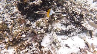 Silhouette Island, Hilton Labriz: house reef и рыба прямо со смертика