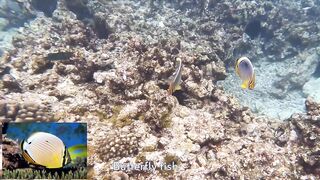 Silhouette Island, Hilton Labriz: house reef и рыба прямо со смертика
