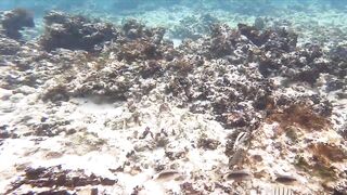 Silhouette Island, Hilton Labriz: house reef и рыба прямо со смертика