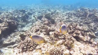 Silhouette Island, Hilton Labriz: house reef и рыба прямо со смертика