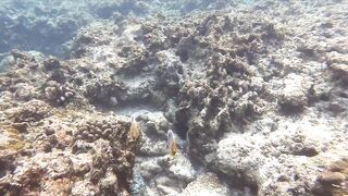 Silhouette Island, Hilton Labriz: house reef и рыба прямо со смертика