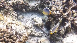 Silhouette Island, Hilton Labriz: house reef и рыба прямо со смертика