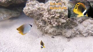 Silhouette Island, Hilton Labriz: house reef и рыба прямо со смертика